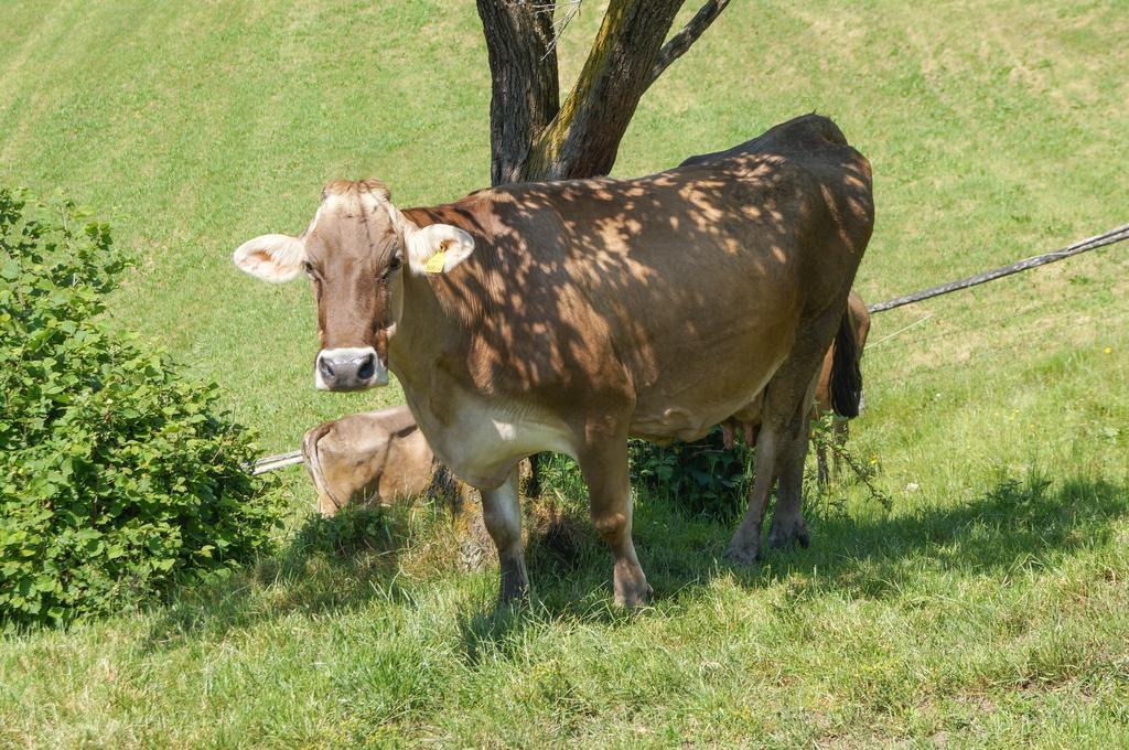 Ferienhaus Hochfelner Sankt Marein bei Knittelfeld Esterno foto
